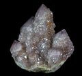 Cactus Quartz (Amethyst) Crystal Cluster - Extra Dark #64215-1